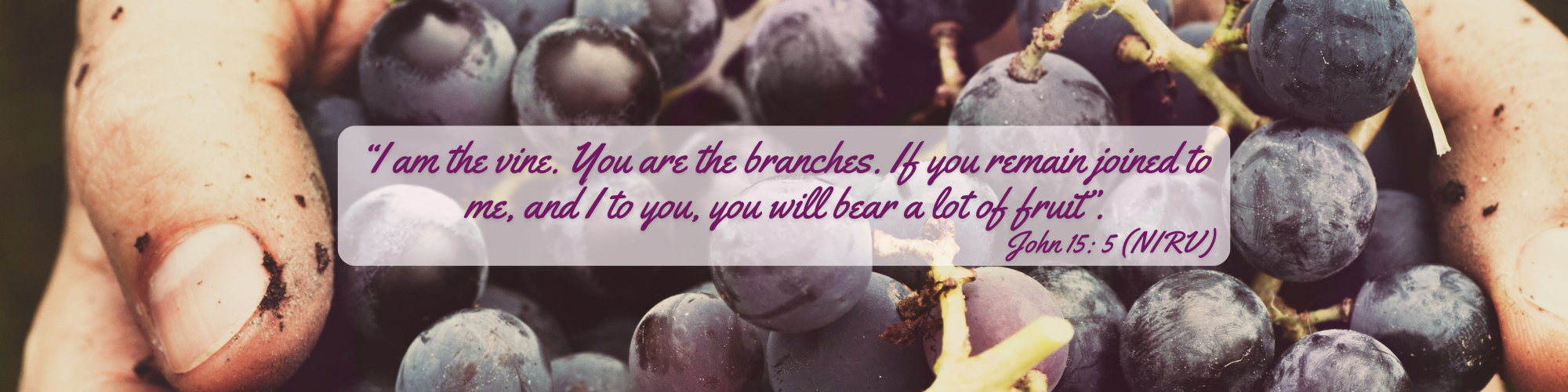services my life vine coach (2000 × 500 px)